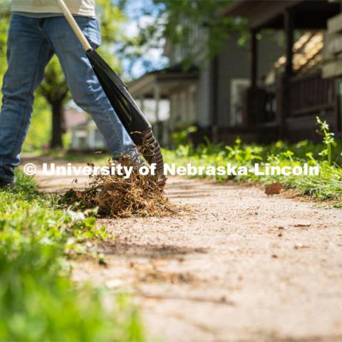 A member from Delta Phi Fraternity rakes away leaves and debris from the sidewalk for a homeowner during the Big Event. May 4, 2024. Photo by Kirk Rangel for University Communication.